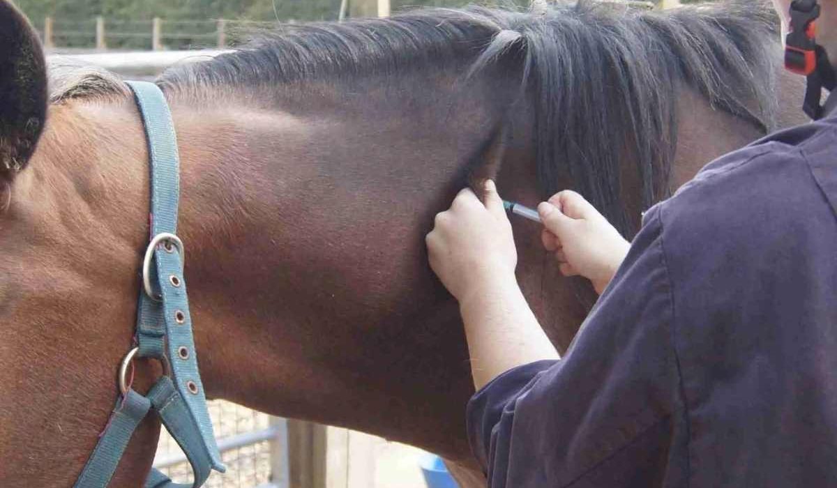 Horse with swollen lymph nodes showing symptoms of strangles disease