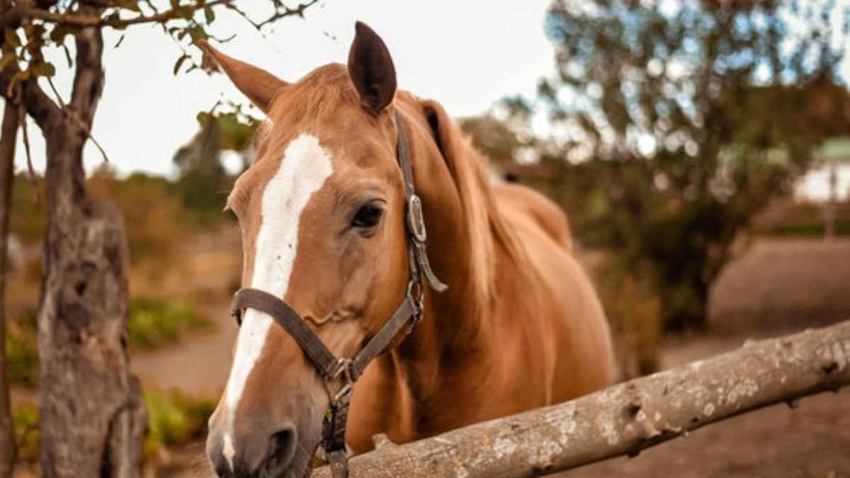 Lightweight vs heavy-duty farrier aprons comparison for comfort and protection