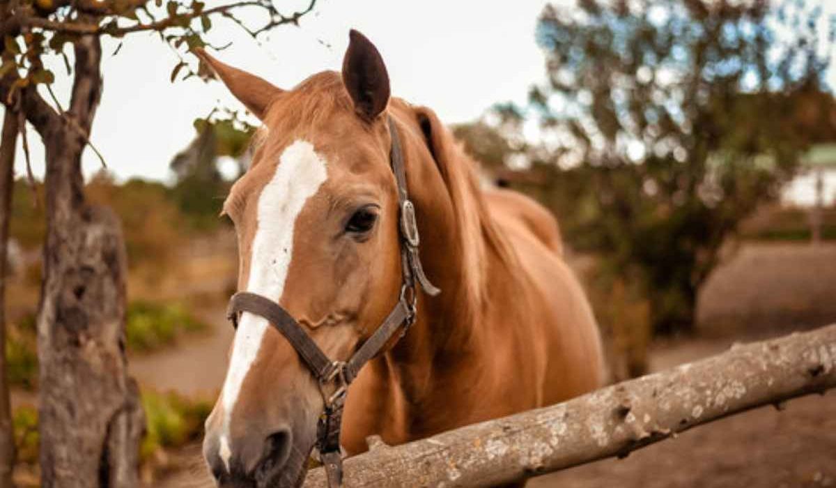 Lightweight vs heavy-duty farrier aprons comparison for comfort and protection