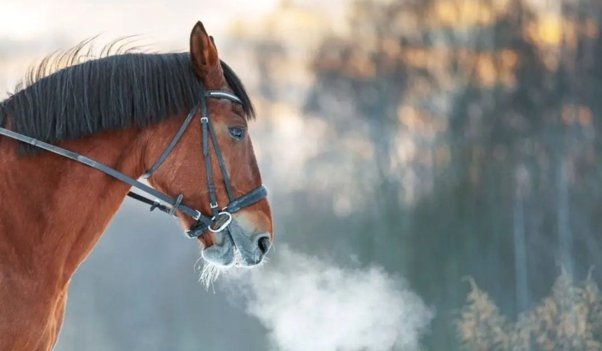 Horse showing signs of respiratory disease while receiving modern equine veterinary care