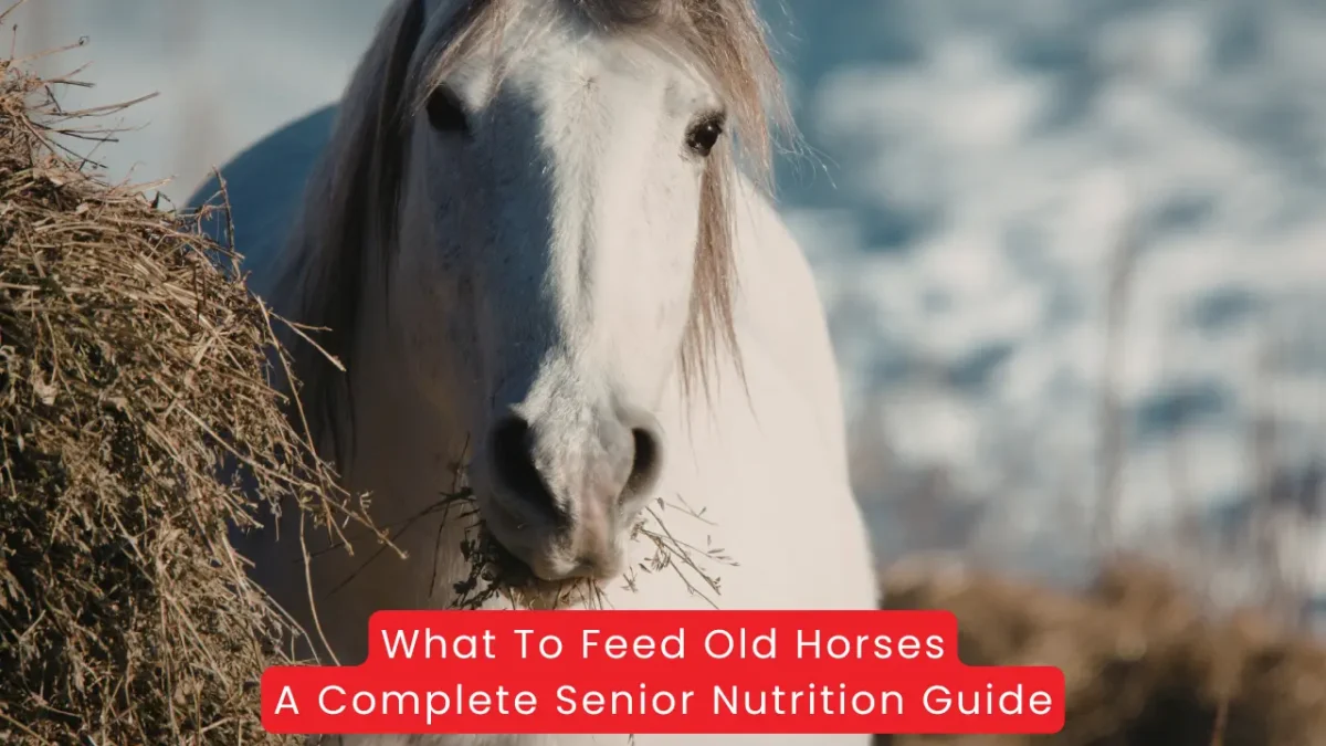 What To Feed Old Horses A Complete Senior Nutrition Guide