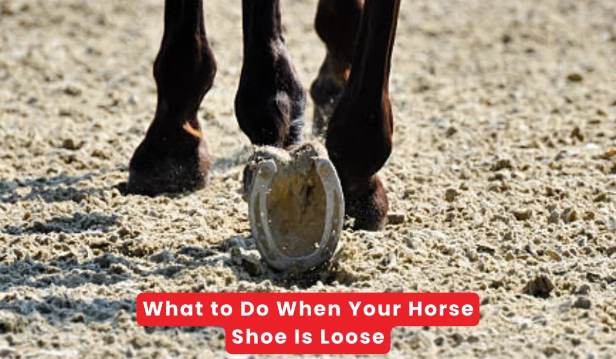 What to Do When Your Horse Shoe Is Loose