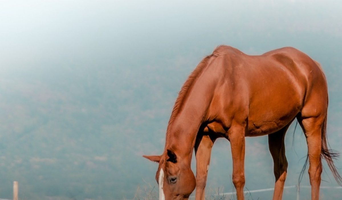 Horse trailer with securely stored cowboy hats and aprons for eco-friendly transport