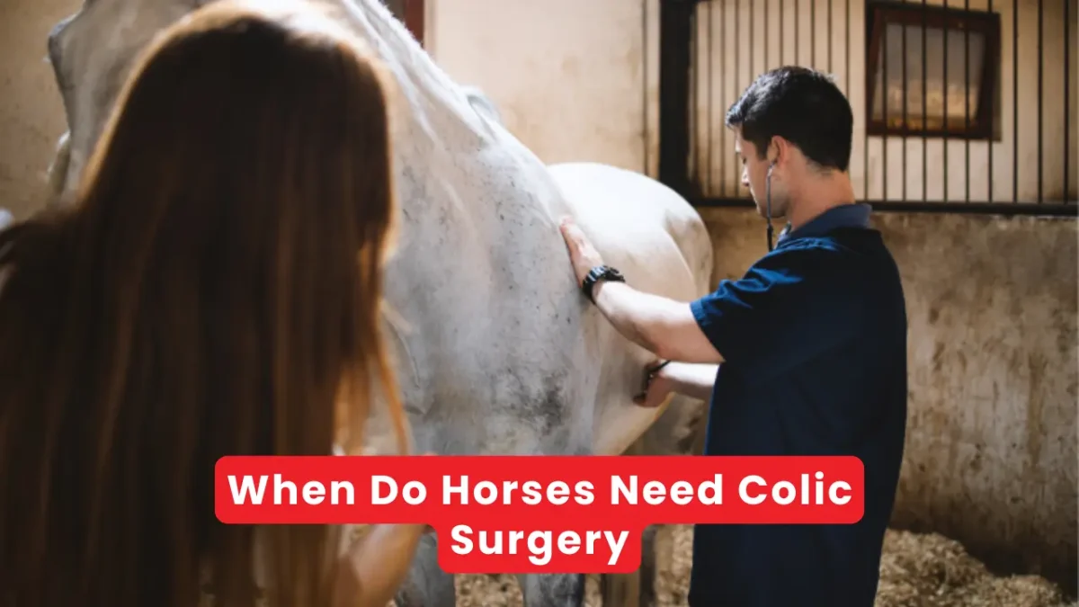 When Do Horses Need Colic Surgery