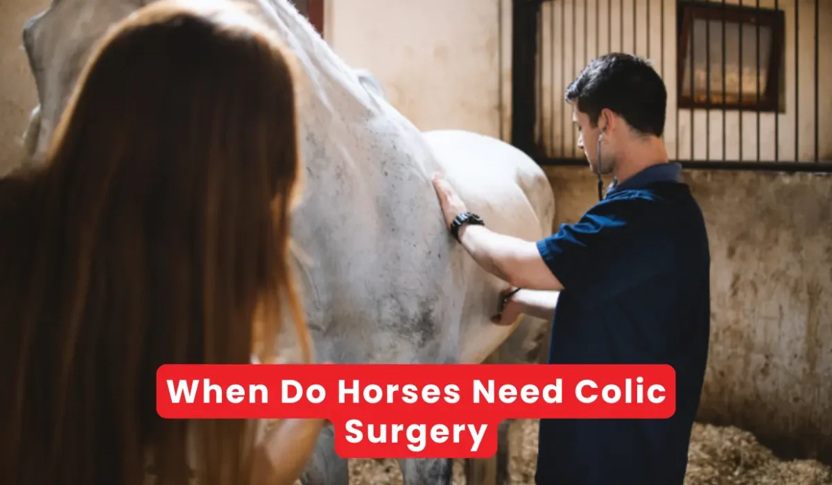 When Do Horses Need Colic Surgery
