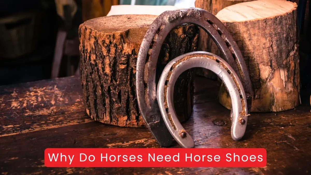 Why Do Horses Need Horse Shoes