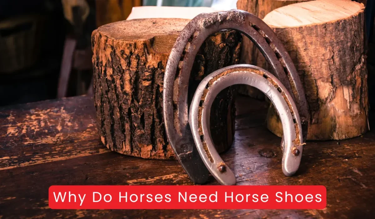 Why Do Horses Need Horse Shoes