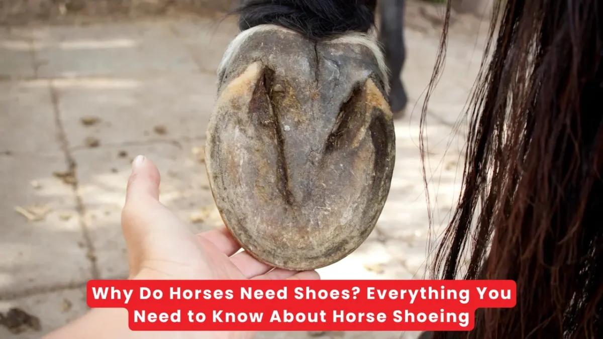 Why Do Horses Need Shoes Everything You Need to Know About Horse Shoeing
