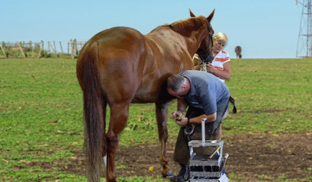 how to use a hoof knife