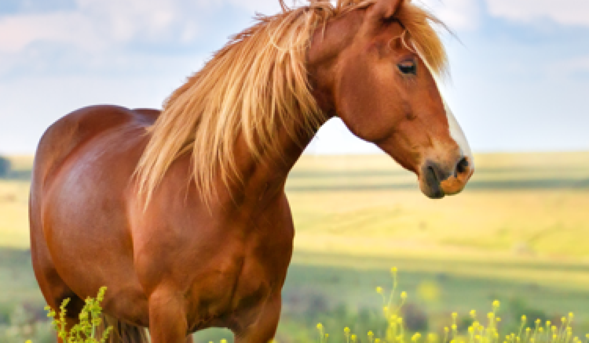 Redwings Horse Sanctuary supporting rescued horses through Harry Hall charity partnership