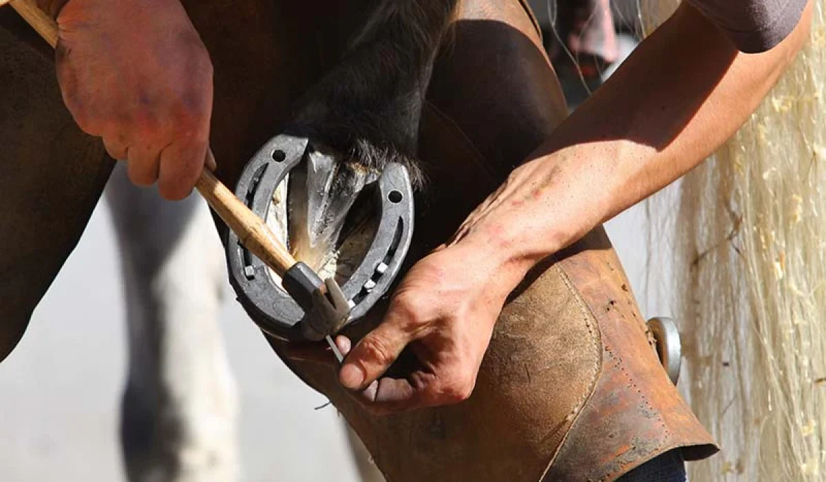 essential farrier tools for horse hoof care