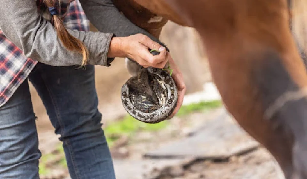 Professional farrier providing horse hoof care