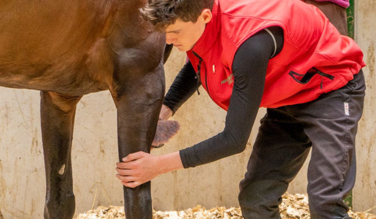 Horse standing on stable bedding during equine health survey